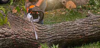 Best Tree Cabling and Bracing  in Veedersburg, IN
