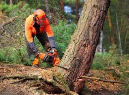 Best Tree and Shrub Care  in Veedersburg, IN
