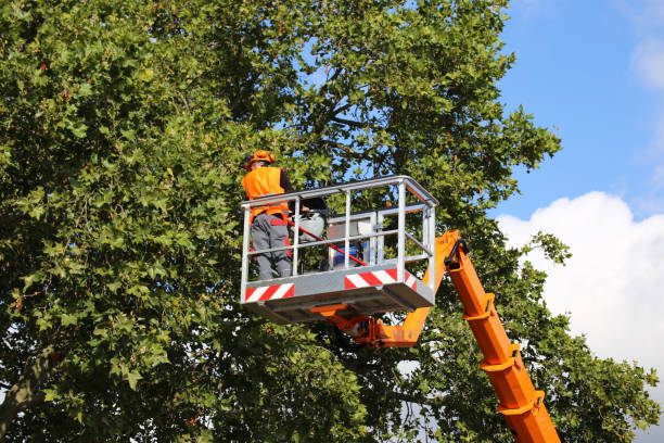 Best Palm Tree Trimming  in Veedersburg, IN