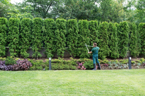 Best Tree Disease Treatment  in Veedersburg, IN
