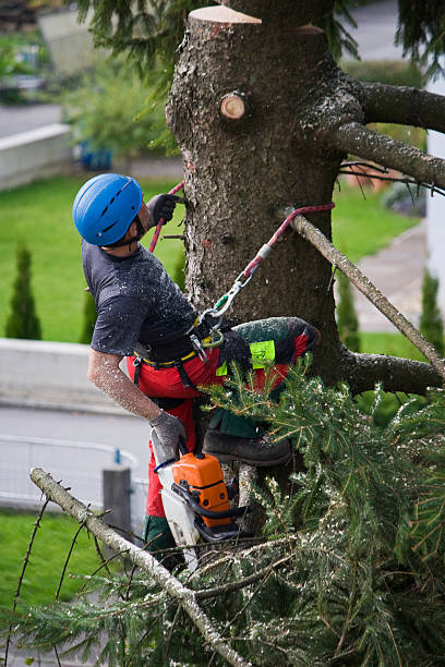 Best Lawn Pest Prevention  in Veedersburg, IN