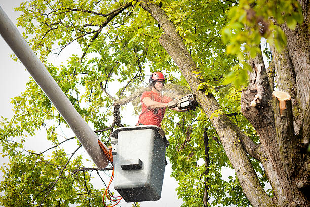 Trusted Veedersburg, IN Tree Removal Experts